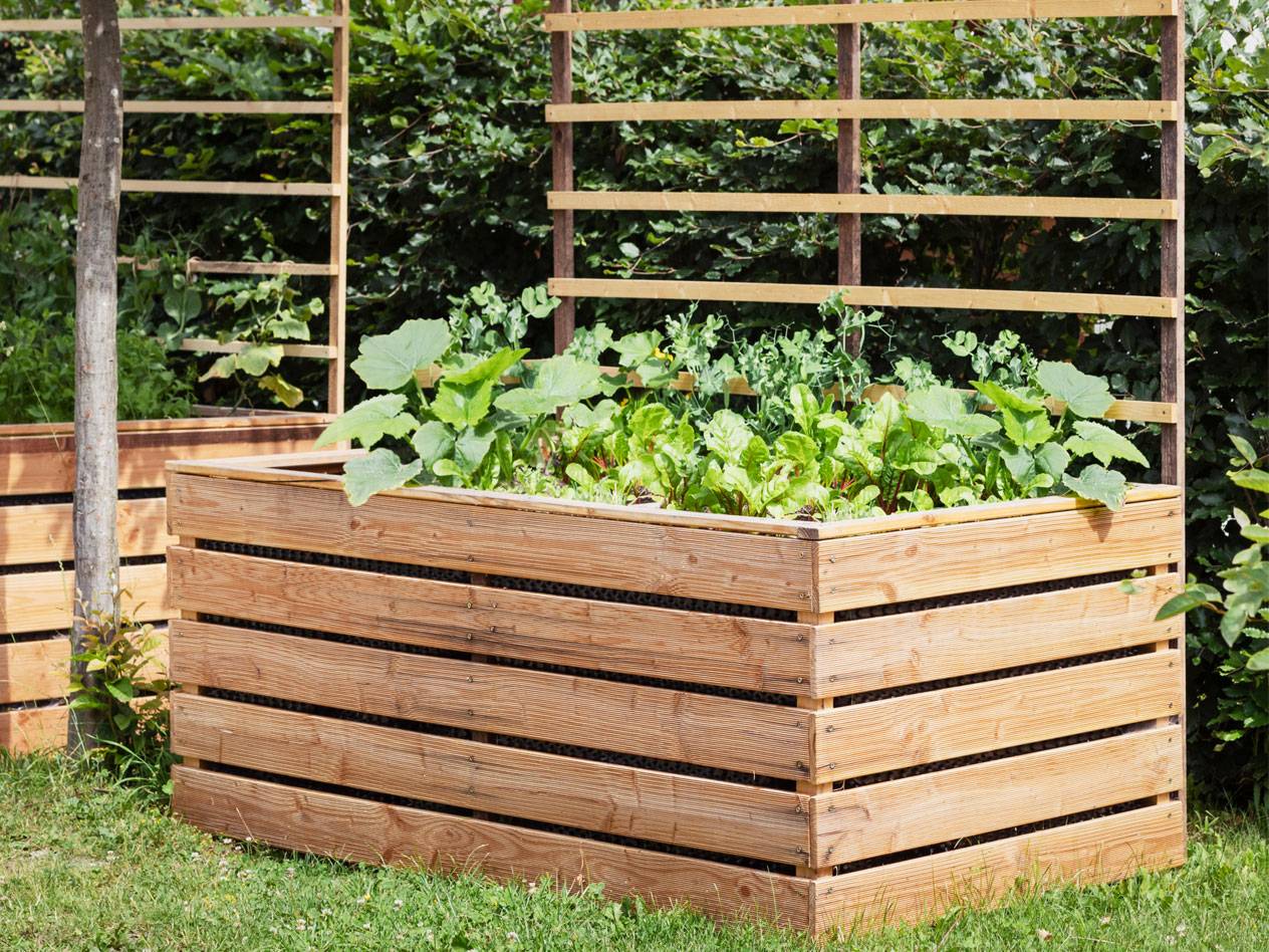 Wooden raised garden beds with lettuce and squash.