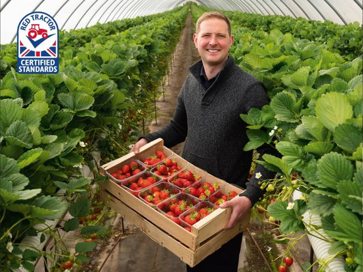 Red Tractor strawberries in a greenhouse.
